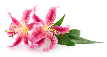 Two pink lilies.