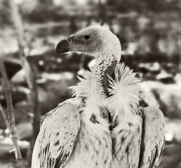 Cape Vulture