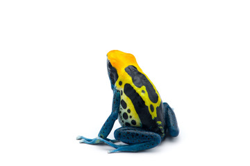 Patricia Dyeing Poison Dart Frog isolated on white background