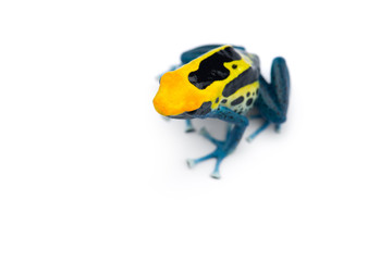 Patricia Dyeing Poison Dart Frog isolated on white background