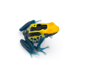 Patricia Dyeing Poison Dart Frog isolated on white background