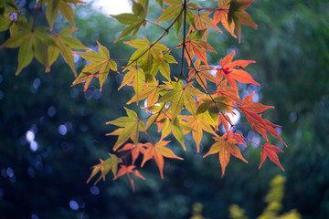 紅葉