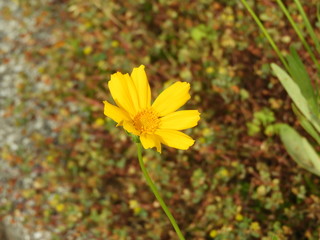 花壇に咲く黄色い花