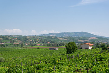 Fototapeta na wymiar Vignoble au sud de l'italie