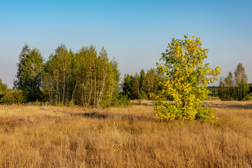 Obraz premium A tree with yellowed foliage against a background of dry grass and green birches
