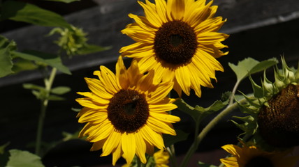 field of sunflowers