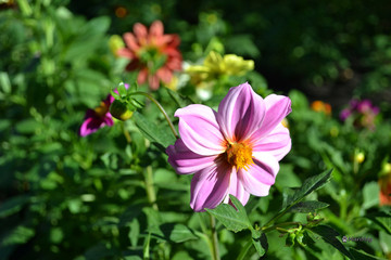 Fototapeta premium Annual dahlia flowers of different colors.