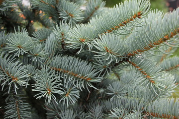 Naklejka na ściany i meble branches of a blue spruce background
