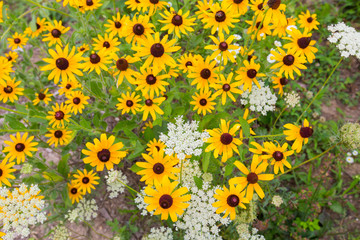black eyed susan and queen annes lace jug bay wetlands sanctuary butterfly garden anne arundel county southern maryland usa