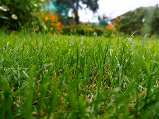 mowed lawn on a sunny day after rain