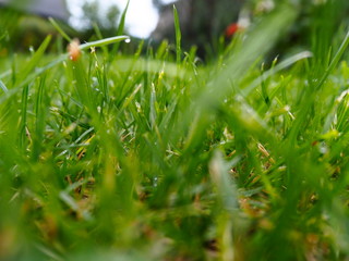 mowed lawn on a sunny day after rain