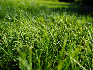 mowed lawn on a sunny day after rain