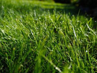 mowed lawn on a sunny day after rain