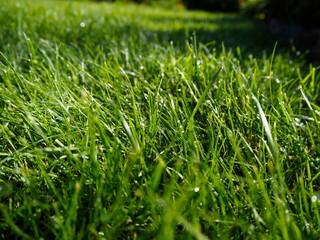 mowed lawn on a sunny day after rain