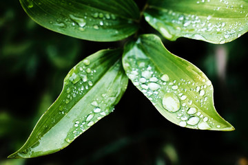 drops of water on green leaves after rain