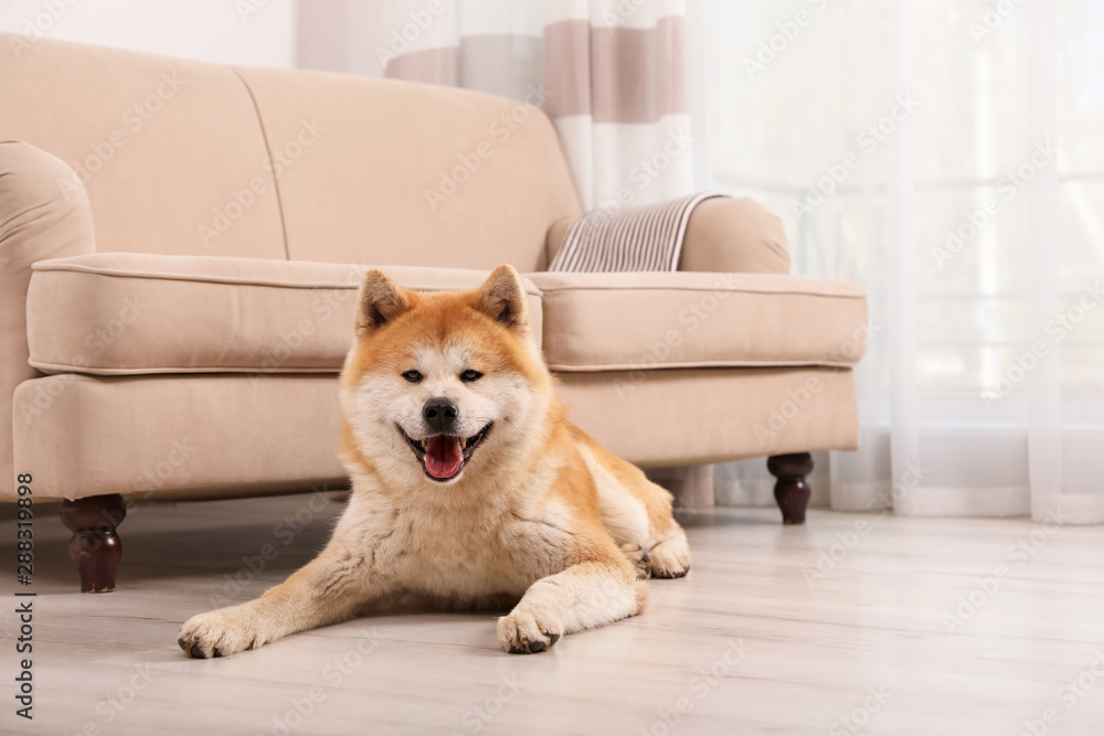 Canvas Prints Adorable Akita Inu dog on floor in living room