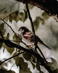 Sparrow
