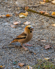 Chaffinch