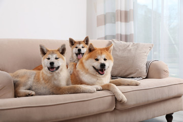 Adorable Akita Inu dog and puppies on sofa in living room