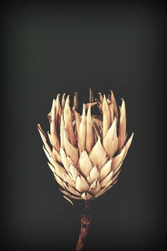 Dried Exotic Flowers Protea On Black Background Closeup Vintage Toned. Poster