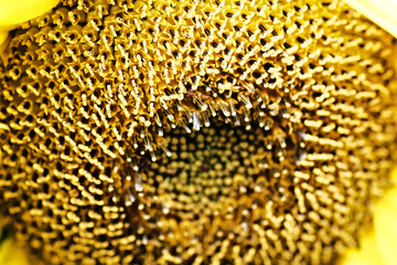huge bright yellow pollen sunflower core