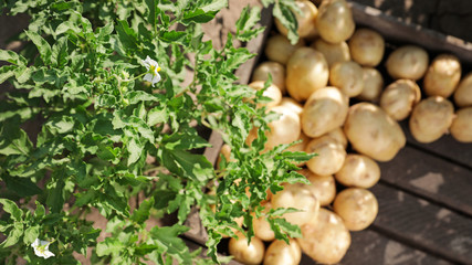 Wooden crate with raw potatoes in field, top view