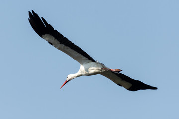 Storch im Vorbeiflug
