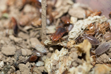 many dying cockroaches are trapped