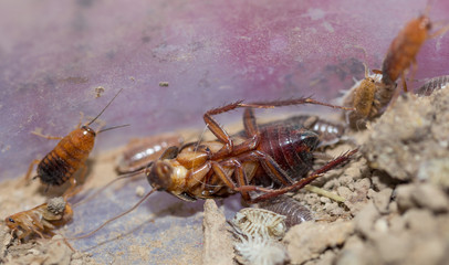 many dying cockroaches are trapped