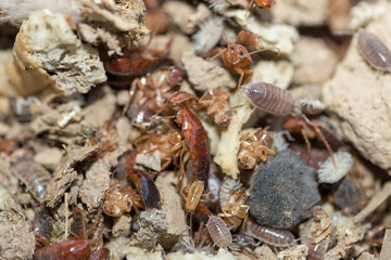 many dying cockroaches are trapped