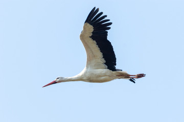 Storch im Anflug