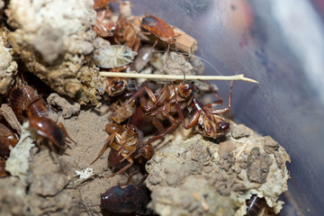 many dying cockroaches are trapped