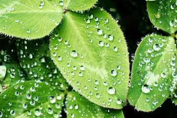 drops of water on green leaves of clover after rain © North10
