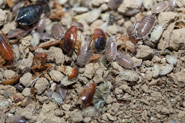 many dying cockroaches are trapped