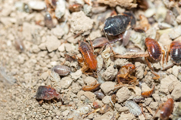 many dying cockroaches are trapped