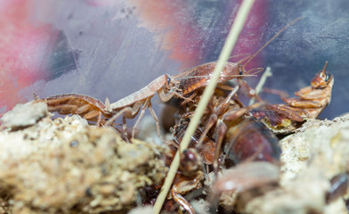 many dying cockroaches are trapped