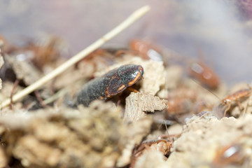 many dying cockroaches are trapped