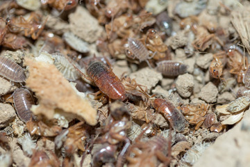 many dying cockroaches are trapped