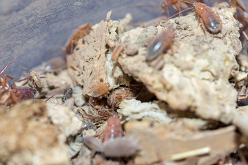 many dying cockroaches are trapped