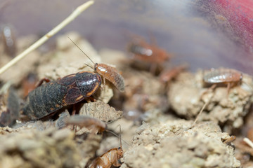 many dying cockroaches are trapped