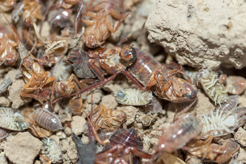many dying cockroaches are trapped