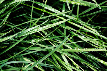 dew drops on bright green grass on a blurred background. water drop beads