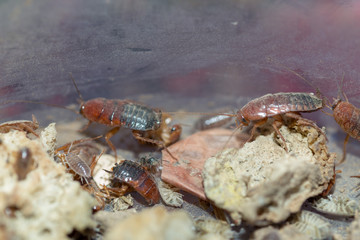 many dying cockroaches are trapped