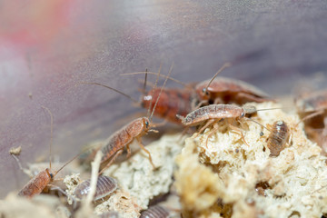 many dying cockroaches are trapped