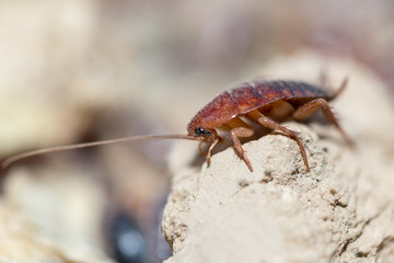 many dying cockroaches are trapped