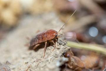 many dying cockroaches are trapped