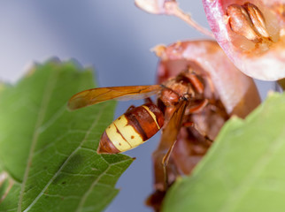 Big wasp is eating white overripe grape. Late afternoon sun, autumn