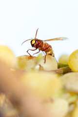 Big wasp is eating white overripe grape. Late afternoon sun, autumn