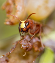 Fototapeta premium Big wasp is eating white overripe grape. Late afternoon sun, autumn