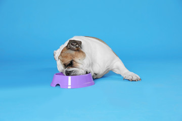 Adorable funny English bulldog with feeding bowl on light blue background